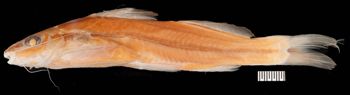 Media type: image;   Ichthyology 4947 Description: photograph;  Aspect: lateral